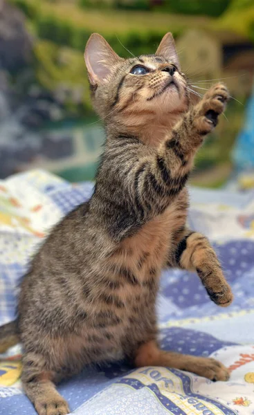 Gatinho Mesa Bonito Com Olho Doente Abrigo Animais Glaucoma Catarata — Fotografia de Stock