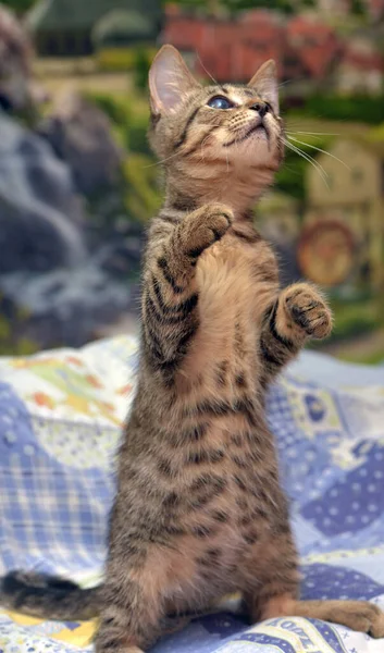 Cute Tabby Kotek Chorym Okiem Schronisku Dla Zwierząt Jaskra Zaćma — Zdjęcie stockowe