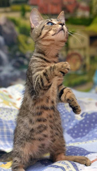 Gatinho Mesa Bonito Com Olho Doente Abrigo Animais Glaucoma Catarata — Fotografia de Stock