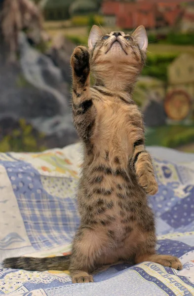 Lindo Gatito Tabby Con Ojo Enfermo Refugio Animales Glaucoma Catarata — Foto de Stock