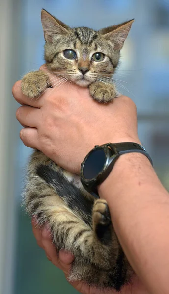 Cute Tabby Kitten Sick Eye Animal Shelter Glaucoma Cataract — Stock Photo, Image