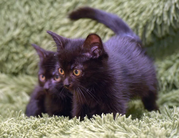 Bonito Pouco Preto Gatinhos Juntos Fundo Verde — Fotografia de Stock