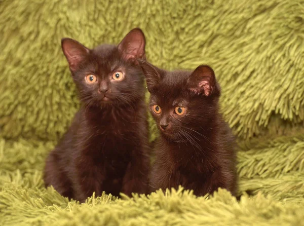 Schattige Kleine Zwarte Kittens Samen Een Groene Achtergrond — Stockfoto