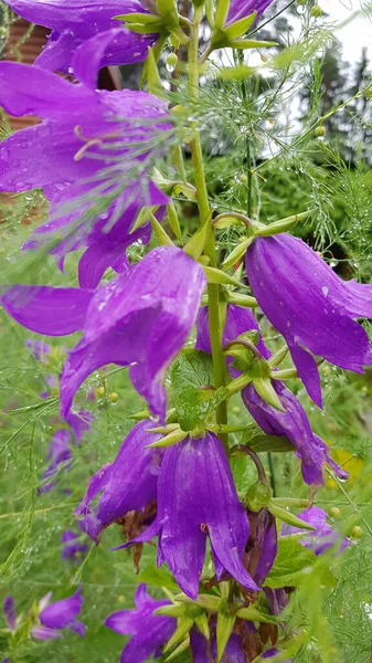 Flor Bluebell Campanula Persicifolia Mojada Por Mañana Después Una Lluvia — Foto de Stock