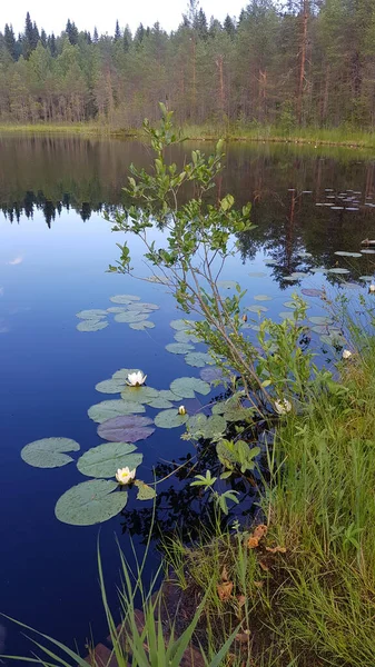 Pequeno Lago Florestal Com Nenúfares Pontes — Fotografia de Stock