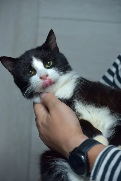 Niedliche Schwarze Und Weiße Katze Den Armen — Stockfoto