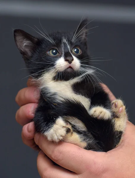 Pequeño Negro Blanco Asustado Gatito Manos —  Fotos de Stock