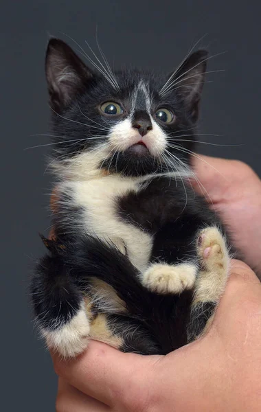 Liten Svart Och Vit Rädd Kattunge Händerna — Stockfoto