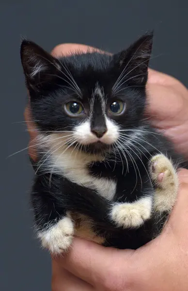 Pequeno Gatinho Assustado Preto Branco Nas Mãos — Fotografia de Stock