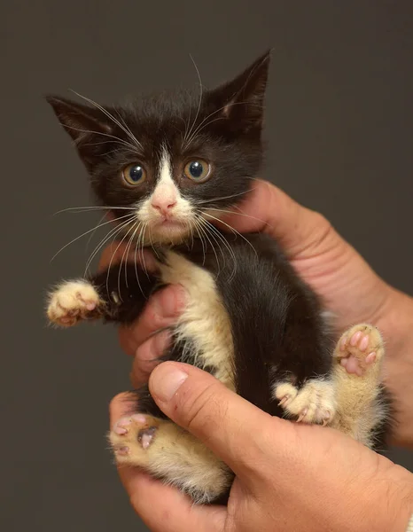Kleine Schwarz Weiße Verängstigte Kätzchen Den Händen — Stockfoto