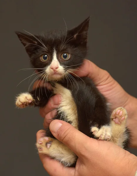 Pequeño Negro Blanco Asustado Gatito Manos —  Fotos de Stock