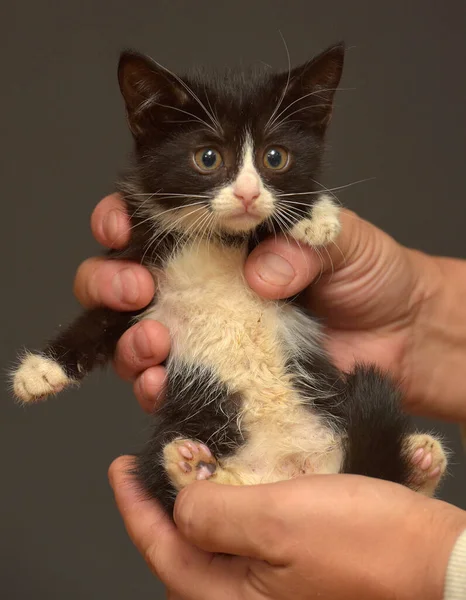 Petit Chaton Effrayé Noir Blanc Dans Les Mains — Photo