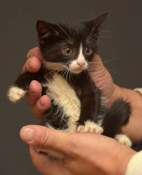 Petit Chaton Effrayé Noir Blanc Dans Les Mains — Photo