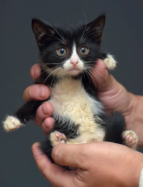 Mały Czarny Biały Przestraszony Kotek Rękach — Zdjęcie stockowe