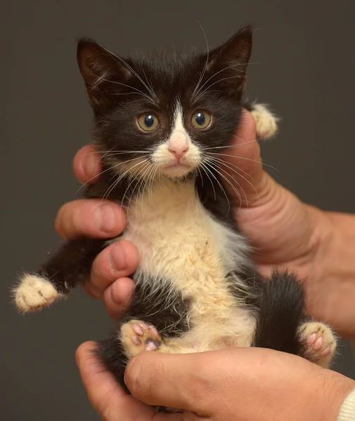 Petit Chaton Effrayé Noir Blanc Dans Les Mains — Photo