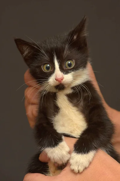 Pequeno Gatinho Assustado Preto Branco Nas Mãos — Fotografia de Stock