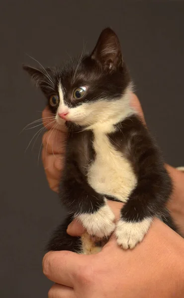 Mały Czarny Biały Przestraszony Kotek Rękach — Zdjęcie stockowe