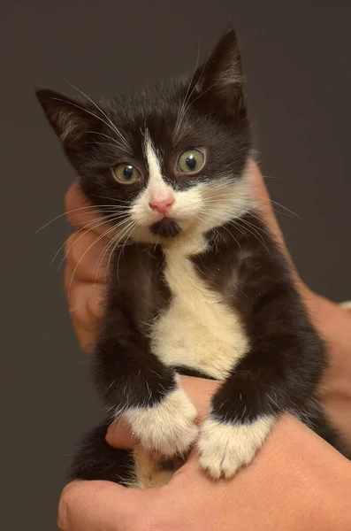Küçük Siyah Beyaz Korkmuş Kedi Yavrusu Ellerinde — Stok fotoğraf