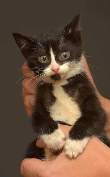 Pequeno Gatinho Assustado Preto Branco Nas Mãos — Fotografia de Stock