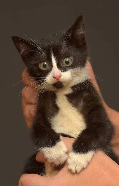 Piccolo Gattino Spaventato Bianco Nero Mano — Foto Stock