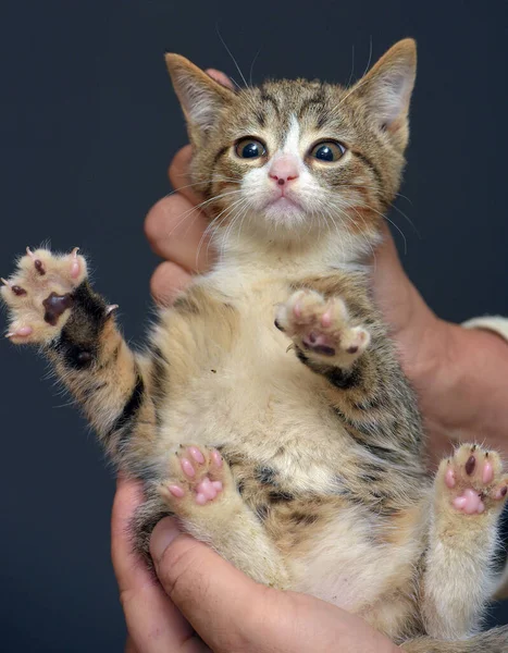 Gatinho Tabby Punido Realizada Pelo Scruff Pescoço — Fotografia de Stock