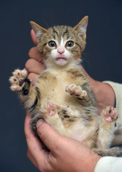 Gestraft Tabby Kitten Wordt Vastgehouden Door Scruff Van Nek — Stockfoto