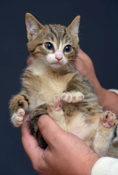 Punished Tabby Kitten Held Scruff Neck — Stock Photo, Image