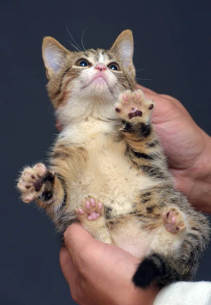 Gestraft Tabby Kitten Wordt Vastgehouden Door Scruff Van Nek — Stockfoto