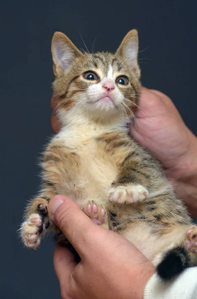 Gestraft Tabby Kitten Wordt Vastgehouden Door Scruff Van Nek — Stockfoto