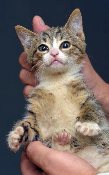 Gestraft Tabby Kitten Wordt Vastgehouden Door Scruff Van Nek — Stockfoto