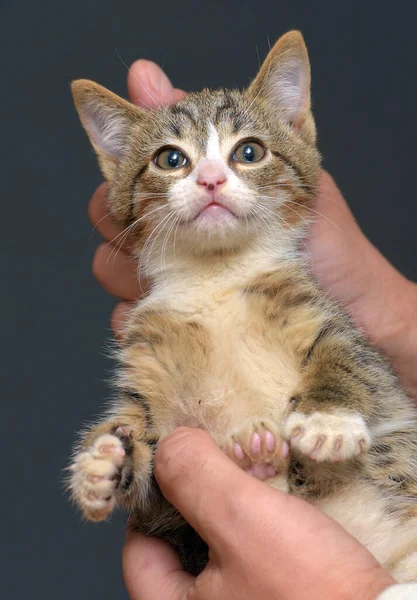 Den Straffede Tabby Kattungen Holdes Nakkeskinnet – stockfoto