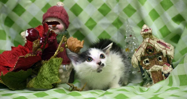 Little Funny Kitten Christmas Background Close — Stock Photo, Image