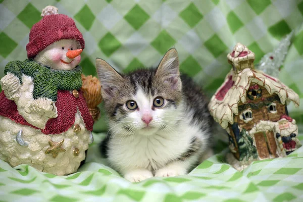 Petit Chaton Drôle Sur Fond Noël Gros Plan — Photo