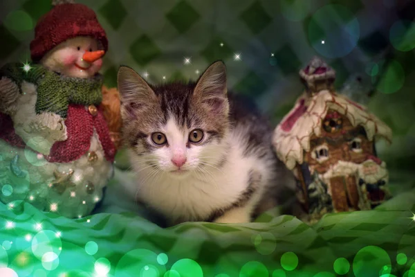 Mały Śmieszne Kotek Boże Narodzenie Tło Zbliżenie — Zdjęcie stockowe