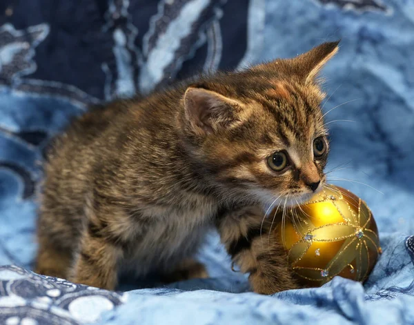 クリスマスボールの隣の青い背景に小さなタビー子猫 — ストック写真