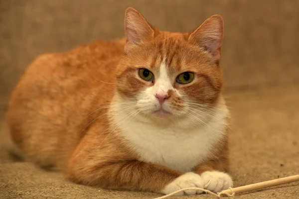 Gato Vermelho Branco Gordo Com Uma Expressão Sombria — Fotografia de Stock