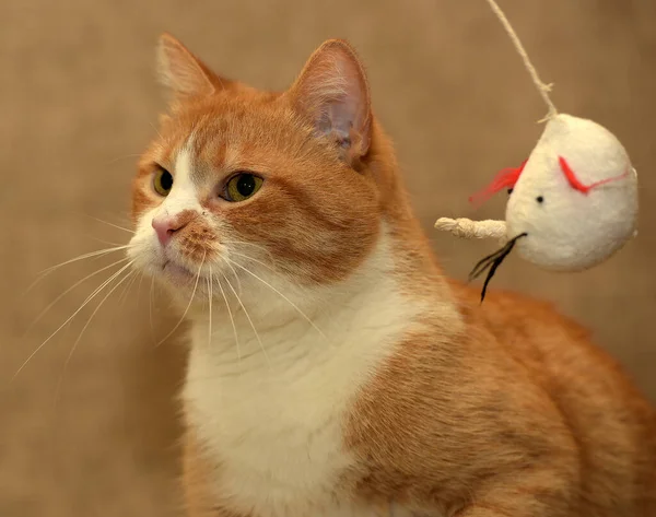 Gato Vermelho Branco Gordo Com Uma Expressão Sombria — Fotografia de Stock