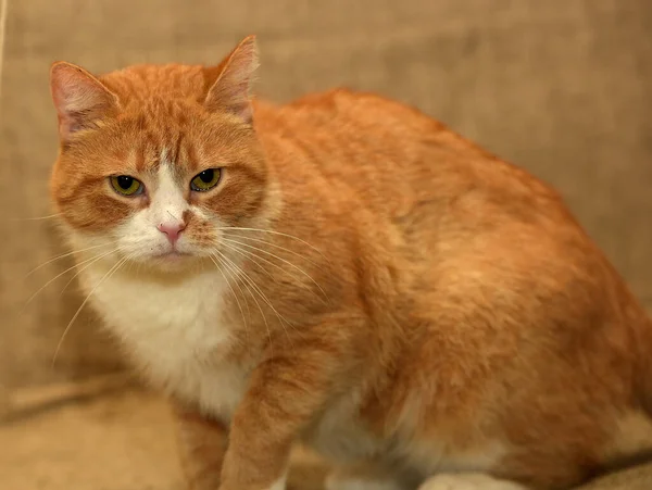 Mollig Rood Wit Kat Met Een Sombere Uitdrukking — Stockfoto