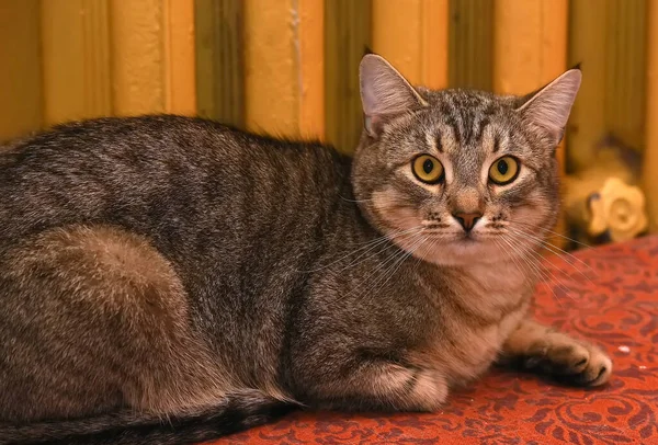Plump Brown European Shorthair Cat Close — Stock Photo, Image