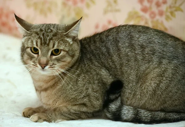 Pulchny Brązowy Europejski Krotkie Kot Zbliżenie — Zdjęcie stockowe