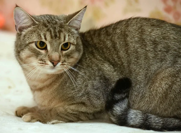 Пухлая Коричневая Европейская Короткошерстная Кошка — стоковое фото