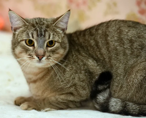 Plump Brown European Shorthair Cat Close — Stock Photo, Image