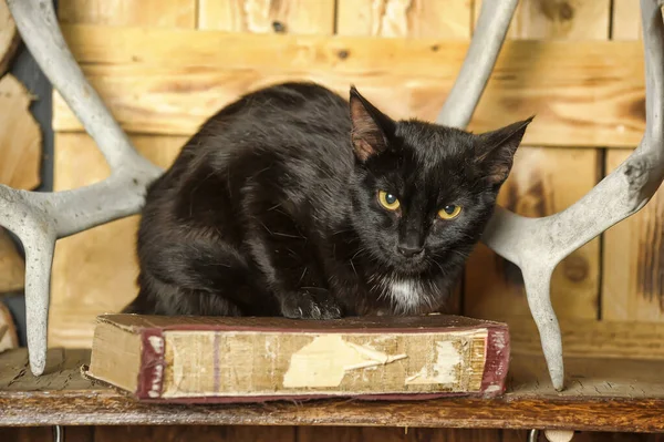 Black White Spot Chest Cute Cat — Stock Photo, Image