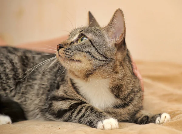 Brun Med Vit Fläck Bröstet Tabby Katt — Stockfoto
