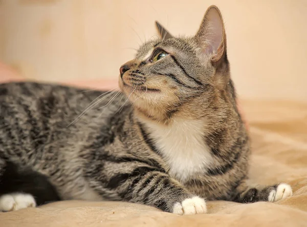 Brun Avec Une Tache Blanche Sur Poitrine Chat Tabby — Photo