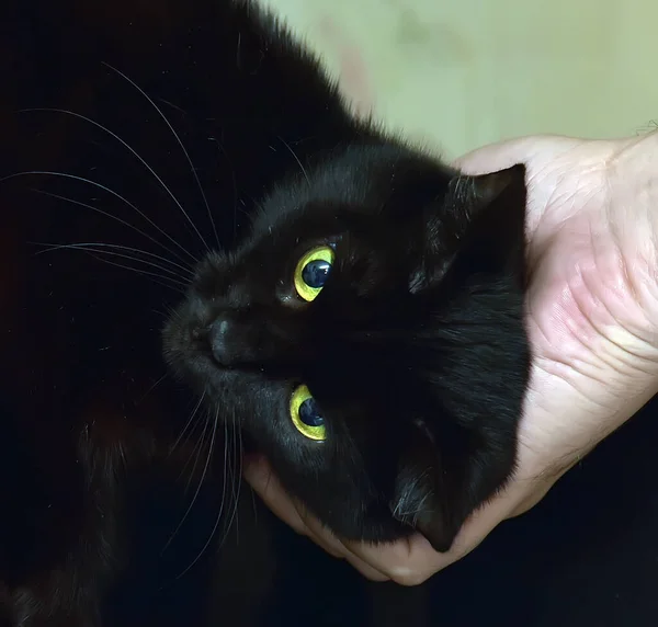 Affectionate Domestic Black Cat Stroking Close — Stock Photo, Image