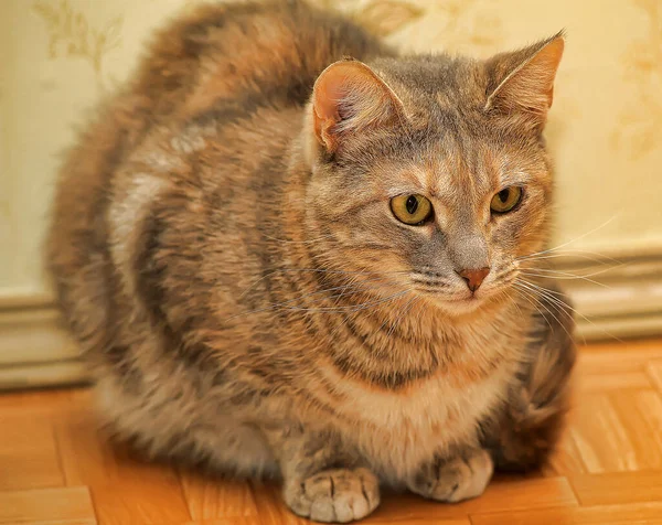 Szczęśliwy Paski European Shorthair Kot Portret Zbliżenie — Zdjęcie stockowe