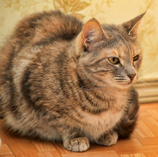 Feliz Listrado Europeu Curto Gato Retrato Perto — Fotografia de Stock