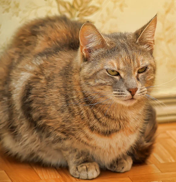 Feliz Listrado Europeu Curto Gato Retrato Perto — Fotografia de Stock