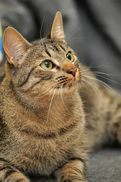 Happy Striped European Shorthair Cat Portrait Close — Stock Photo, Image